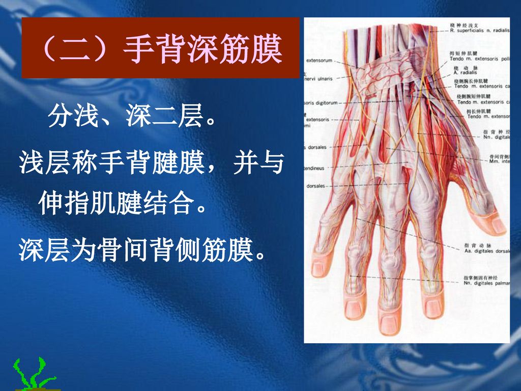 （二）手背深筋膜 分浅、深二层。 浅层称手背腱膜，并与伸指肌腱结合。 深层为骨间背侧筋膜。