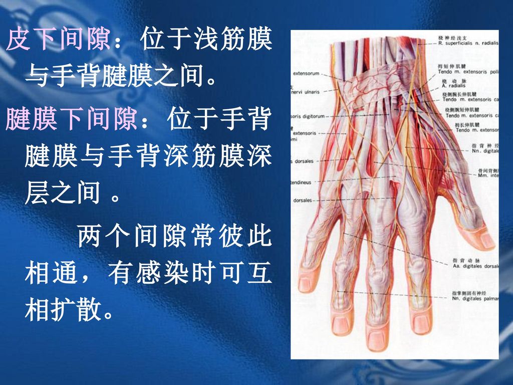 皮下间隙：位于浅筋膜与手背腱膜之间。 腱膜下间隙：位于手背腱膜与手背深筋膜深层之间 。 两个间隙常彼此相通，有感染时可互相扩散。