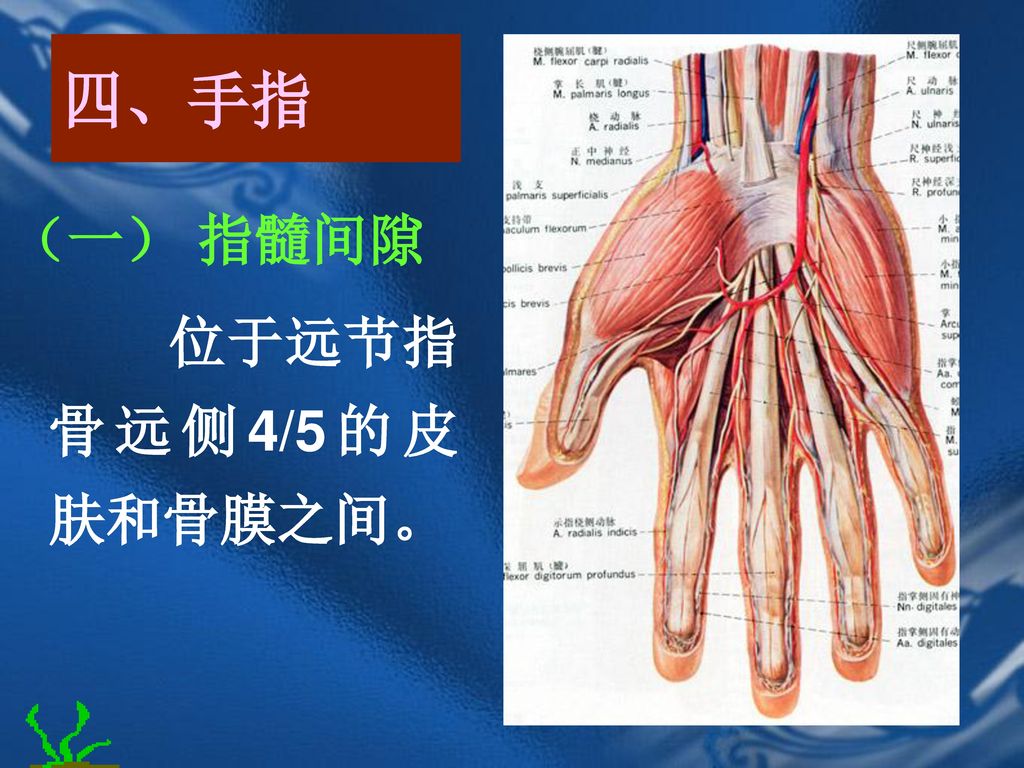 四、手指 （一） 指髓间隙 位于远节指骨远侧4/5的皮肤和骨膜之间。