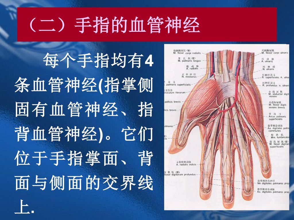（二）手指的血管神经 每个手指均有4条血管神经(指掌侧固有血管神经、指背血管神经)。它们位于手指掌面、背面与侧面的交界线上.