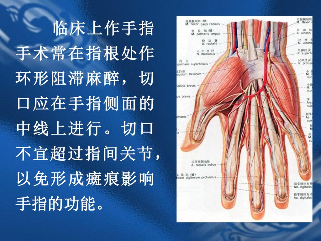 临床上作手指手术常在指根处作环形阻滞麻醉，切口应在手指侧面的中线上进行。切口不宜超过指间关节，以免形成癍痕影响手指的功能。