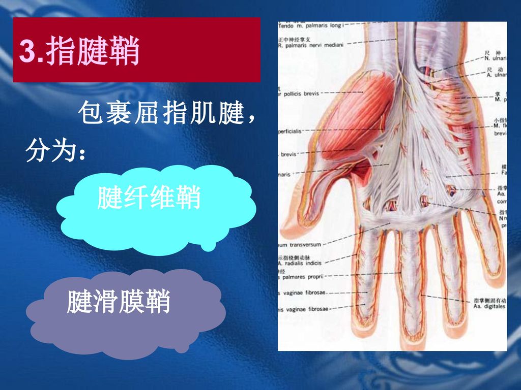3.指腱鞘 包裹屈指肌腱，分为： 腱纤维鞘 腱滑膜鞘