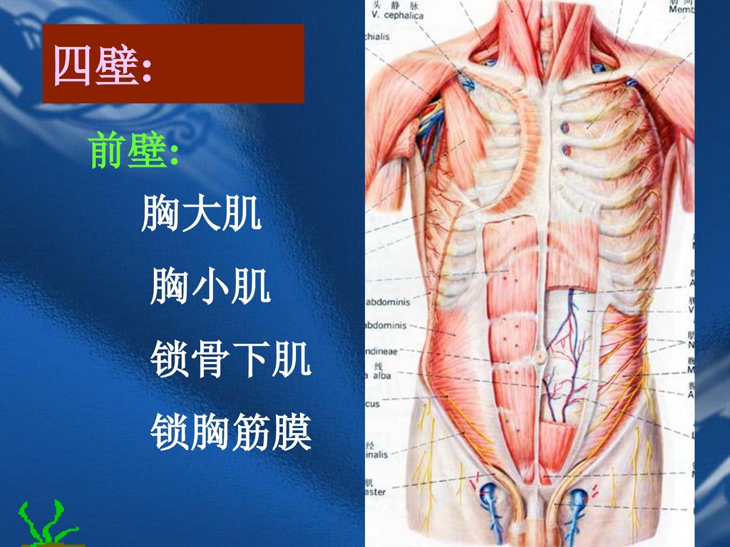 四壁: 前壁: 胸大肌 胸小肌 锁骨下肌 锁胸筋膜