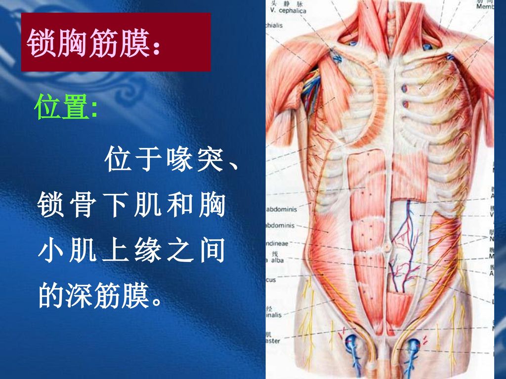 锁胸筋膜： 位置: 位于喙突、锁骨下肌和胸小肌上缘之间的深筋膜。