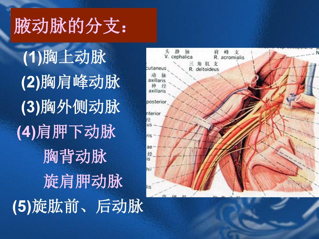 腋动脉的分支： (1)胸上动脉 (2)胸肩峰动脉 (3)胸外侧动脉 (4)肩胛下动脉 胸背动脉 旋肩胛动脉 (5)旋肱前、后动脉