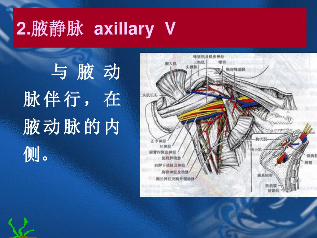 2.腋静脉 axillary V 与腋动脉伴行，在腋动脉的内侧。
