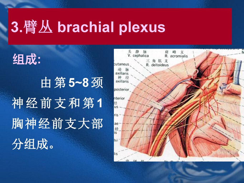 3.臂丛 brachial plexus 组成: 由第5~8颈神经前支和第1胸神经前支大部分组成。