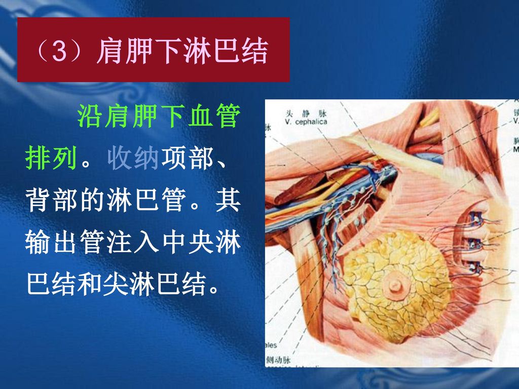 （3）肩胛下淋巴结 沿肩胛下血管排列。收纳项部、背部的淋巴管。其输出管注入中央淋巴结和尖淋巴结。