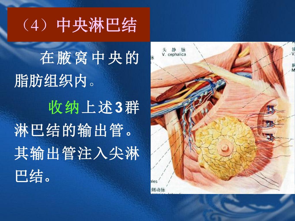 （4）中央淋巴结 在腋窝中央的脂肪组织内。 收纳上述3群淋巴结的输出管。其输出管注入尖淋巴结。
