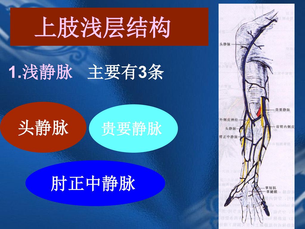 上肢浅层结构 1.浅静脉 主要有3条 头静脉 贵要静脉 肘正中静脉