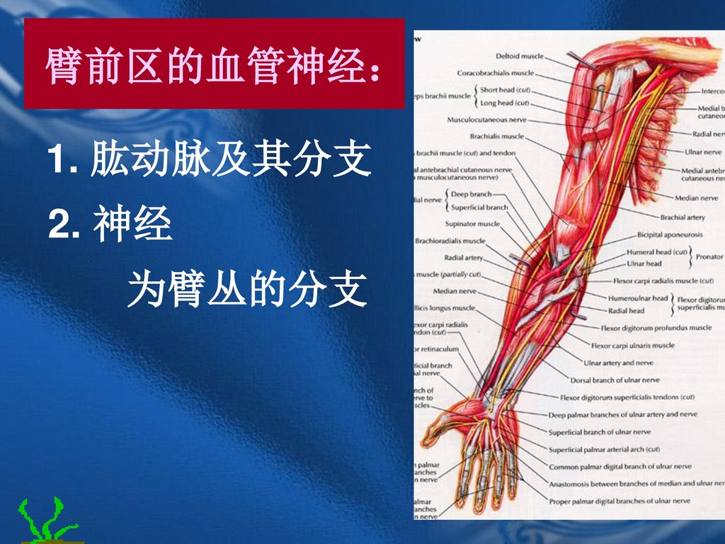 臂前区的血管神经： 1. 肱动脉及其分支 2. 神经 为臂丛的分支