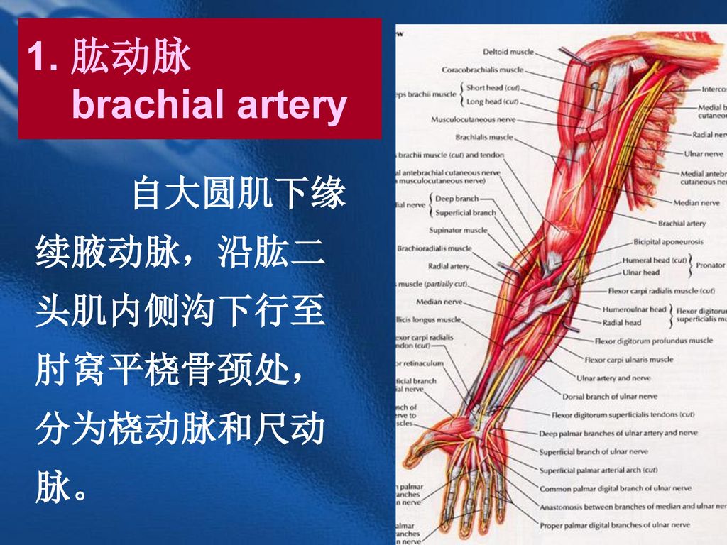 1. 肱动脉 brachial artery 自大圆肌下缘续腋动脉，沿肱二头肌内侧沟下行至肘窝平桡骨颈处，分为桡动脉和尺动脉。