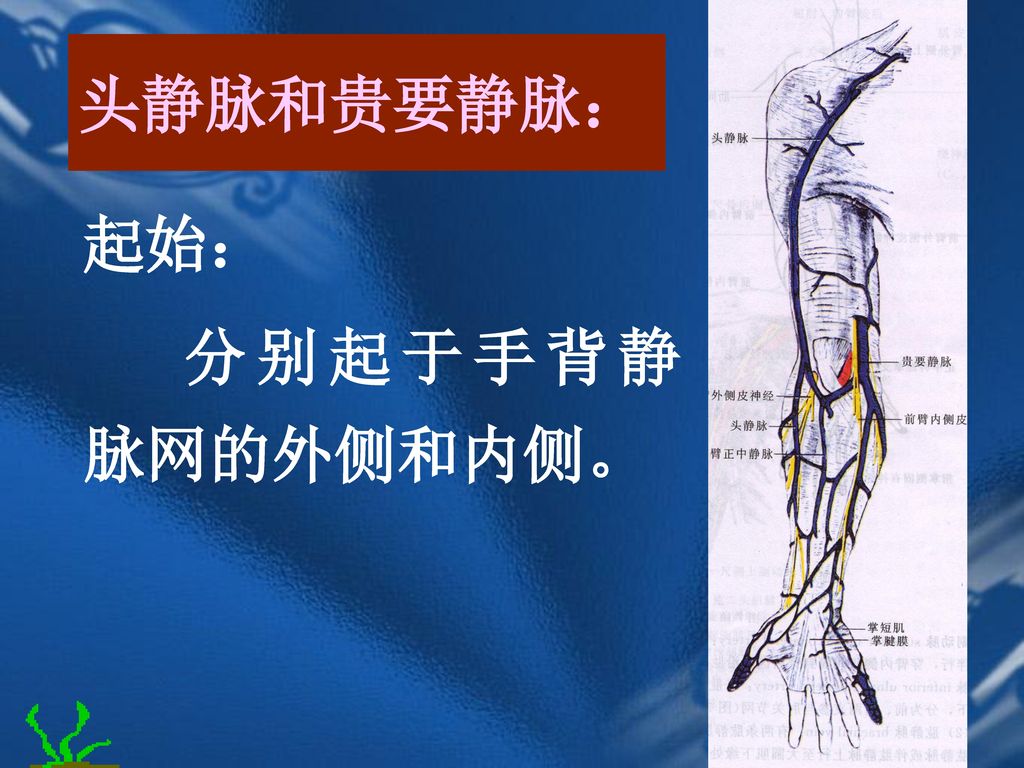 头静脉和贵要静脉： 起始： 分别起于手背静脉网的外侧和内侧。