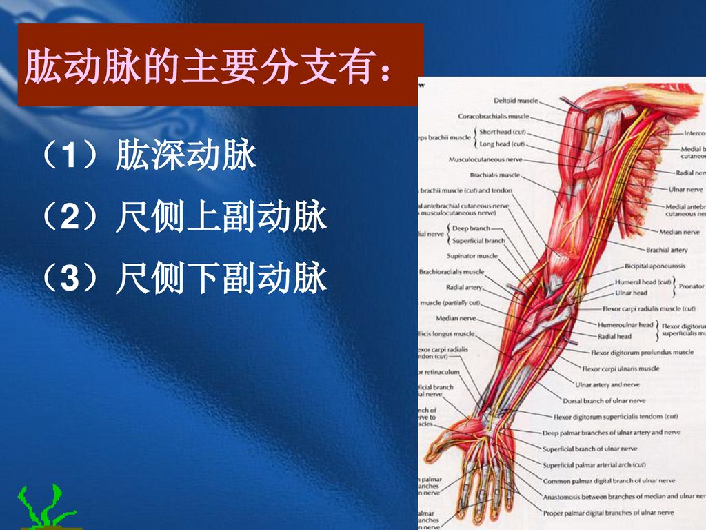 肱动脉的主要分支有： （1）肱深动脉 （2）尺侧上副动脉 （3）尺侧下副动脉