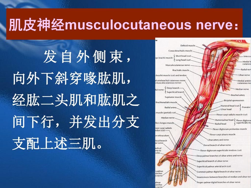 肌皮神经musculocutaneous nerve：