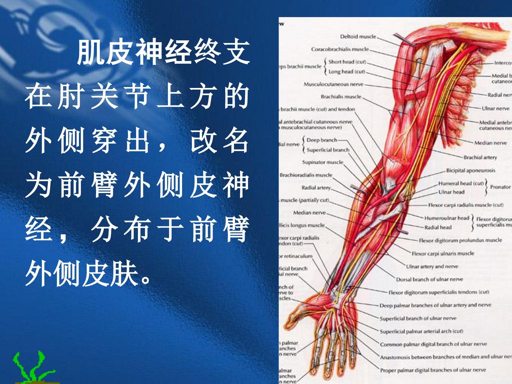 肌皮神经终支在肘关节上方的外侧穿出，改名为前臂外侧皮神经，分布于前臂外侧皮肤。