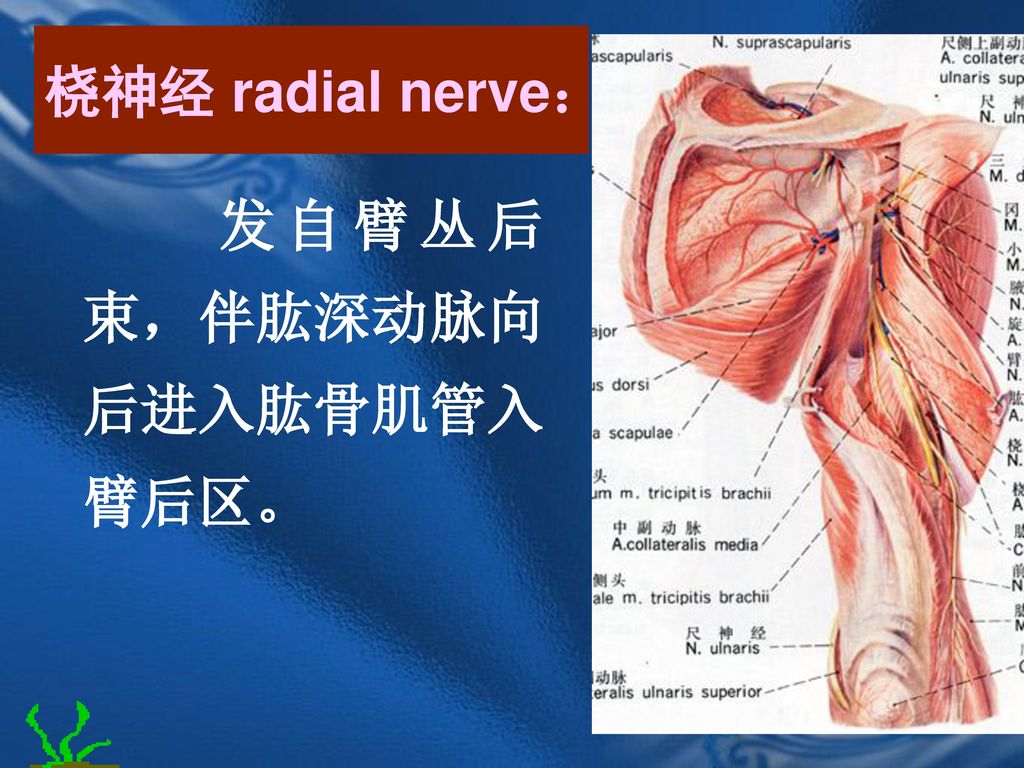 桡神经 radial nerve： 发自臂丛后束，伴肱深动脉向后进入肱骨肌管入臂后区。