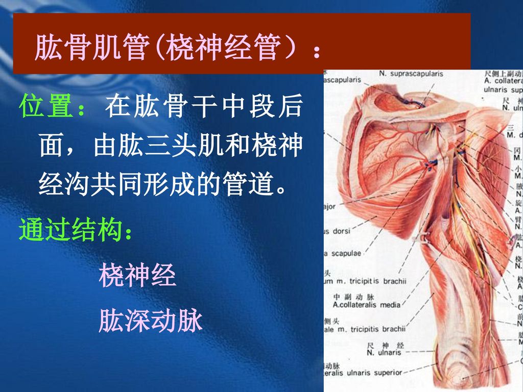 肱骨肌管(桡神经管）： 位置：在肱骨干中段后面，由肱三头肌和桡神经沟共同形成的管道。 通过结构： 桡神经 肱深动脉