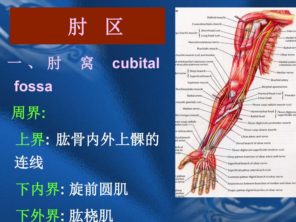 肘 区 一、肘 窝 cubital fossa 周界: 上界: 肱骨内外上髁的连线 下内界: 旋前圆肌 下外界: 肱桡肌