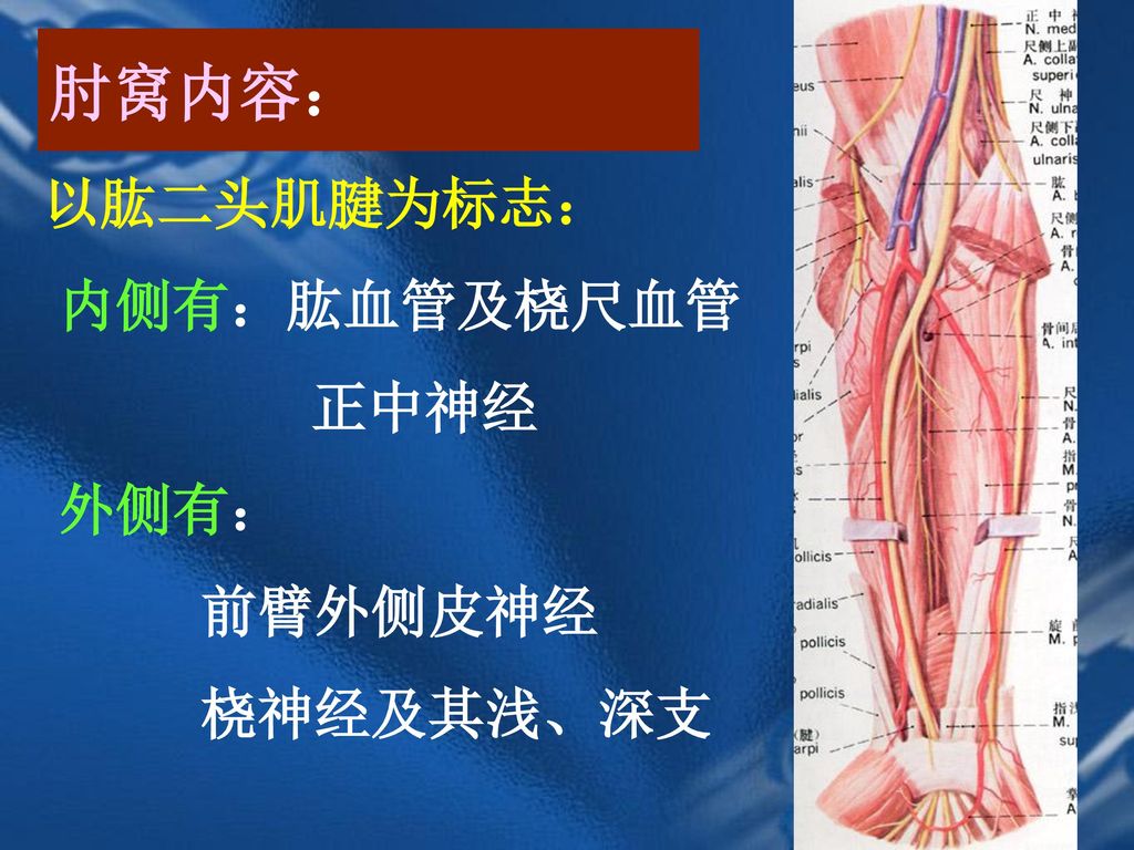 肘窝内容： 以肱二头肌腱为标志： 内侧有：肱血管及桡尺血管 正中神经 外侧有： 前臂外侧皮神经 桡神经及其浅、深支