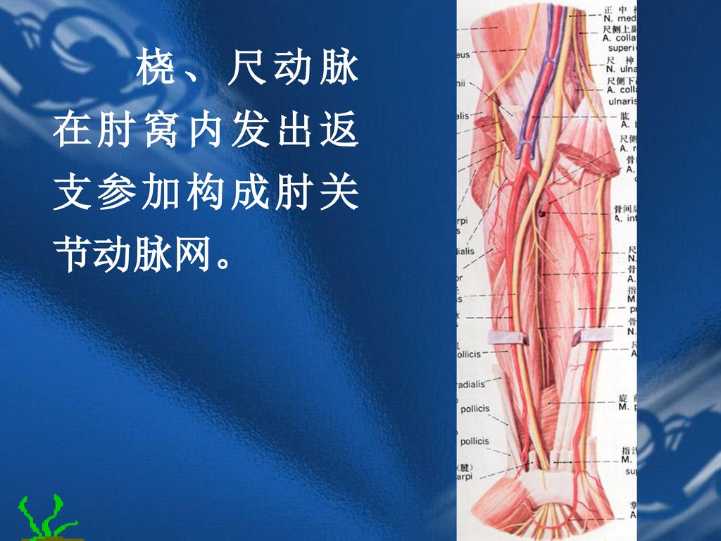 桡、尺动脉在肘窝内发出返支参加构成肘关节动脉网。