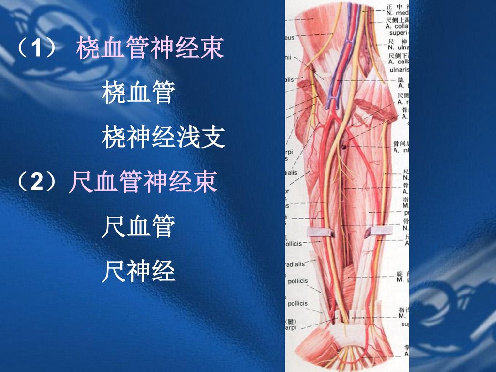 （1） 桡血管神经束 桡血管 桡神经浅支 （2）尺血管神经束 尺血管 尺神经