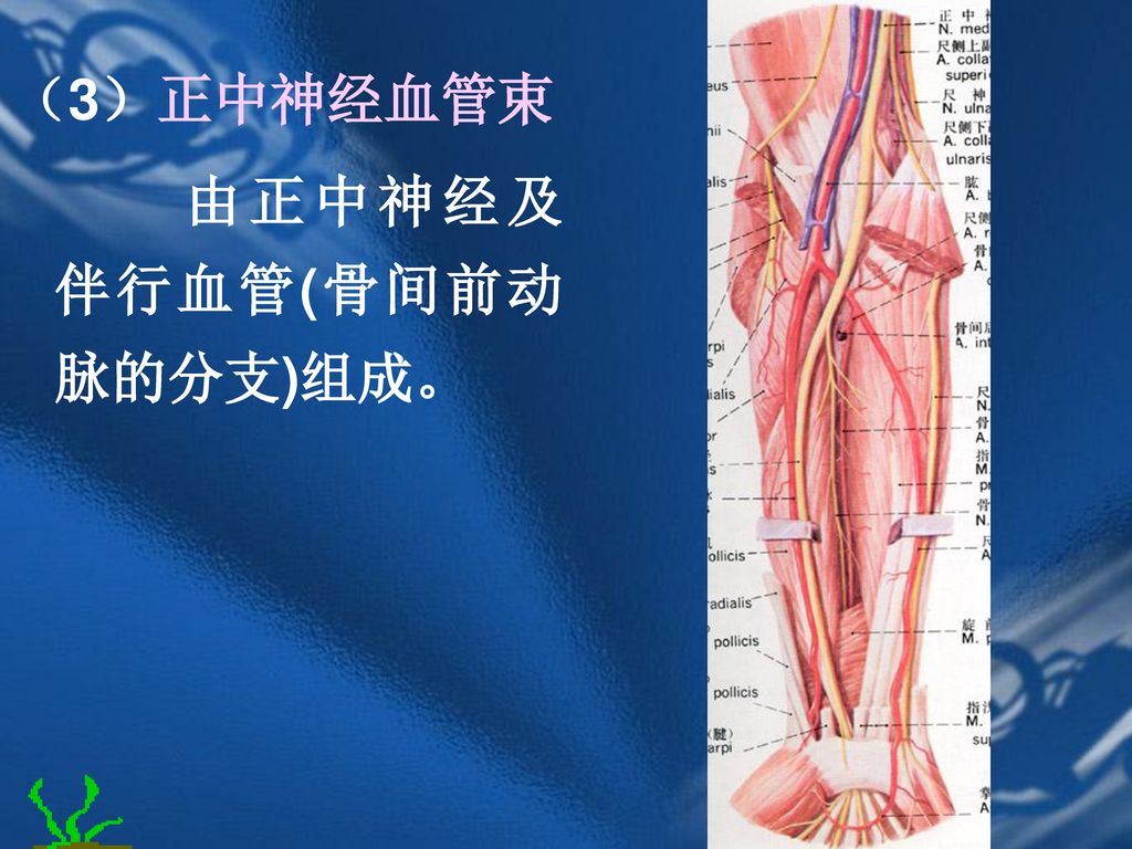 （3）正中神经血管束 由正中神经及伴行血管(骨间前动脉的分支)组成。