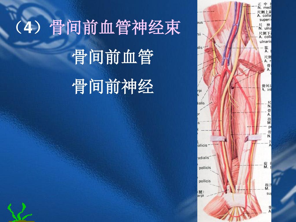 （4）骨间前血管神经束 骨间前血管 骨间前神经