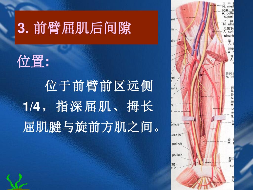 3. 前臂屈肌后间隙 位置: 位于前臂前区远侧1/4，指深屈肌、拇长屈肌腱与旋前方肌之间。