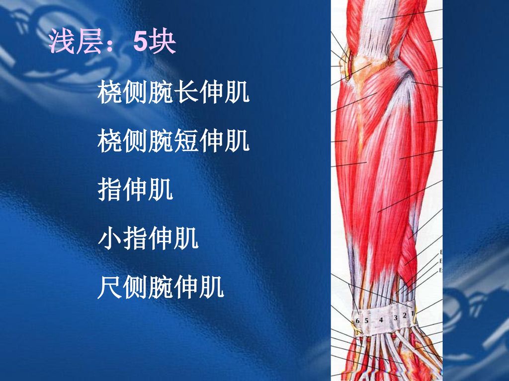 浅层：5块 桡侧腕长伸肌 桡侧腕短伸肌 指伸肌 小指伸肌 尺侧腕伸肌