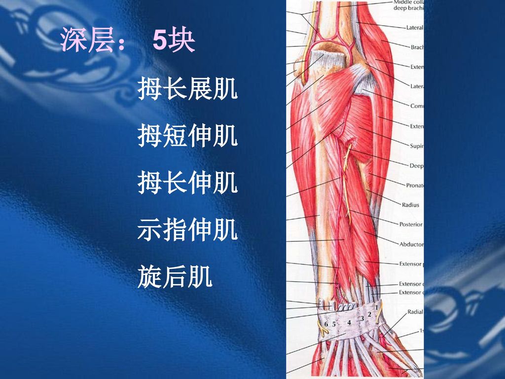 深层： 5块 拇长展肌 拇短伸肌 拇长伸肌 示指伸肌 旋后肌