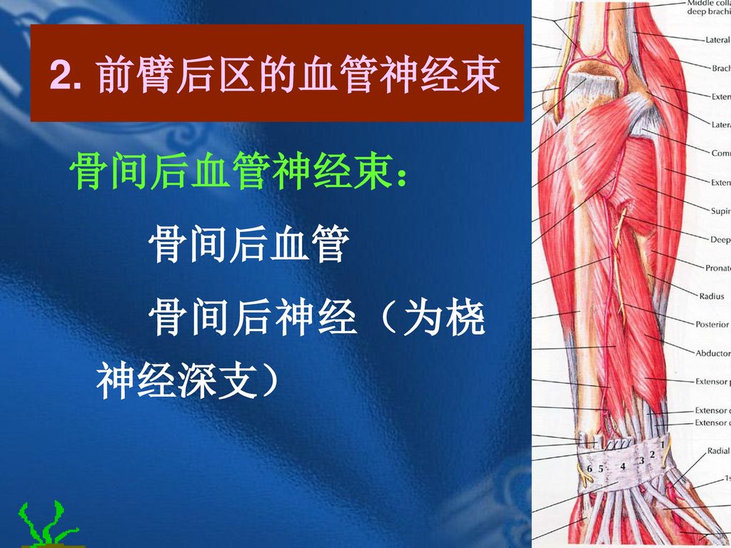 2. 前臂后区的血管神经束 骨间后血管神经束： 骨间后血管 骨间后神经（为桡神经深支）