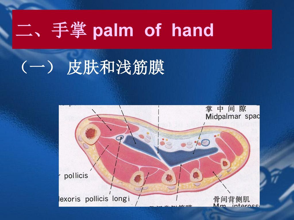 二、手掌 palm of hand （一） 皮肤和浅筋膜