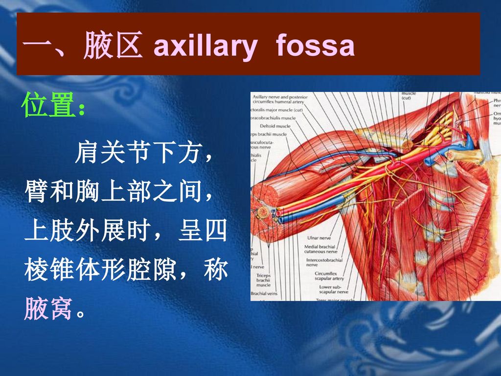 一、腋区 axillary fossa 位置： 肩关节下方，臂和胸上部之间，上肢外展时，呈四棱锥体形腔隙，称腋窝。
