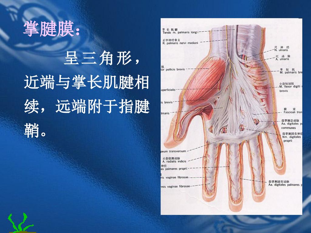 掌腱膜： 呈三角形，近端与掌长肌腱相续，远端附于指腱鞘。
