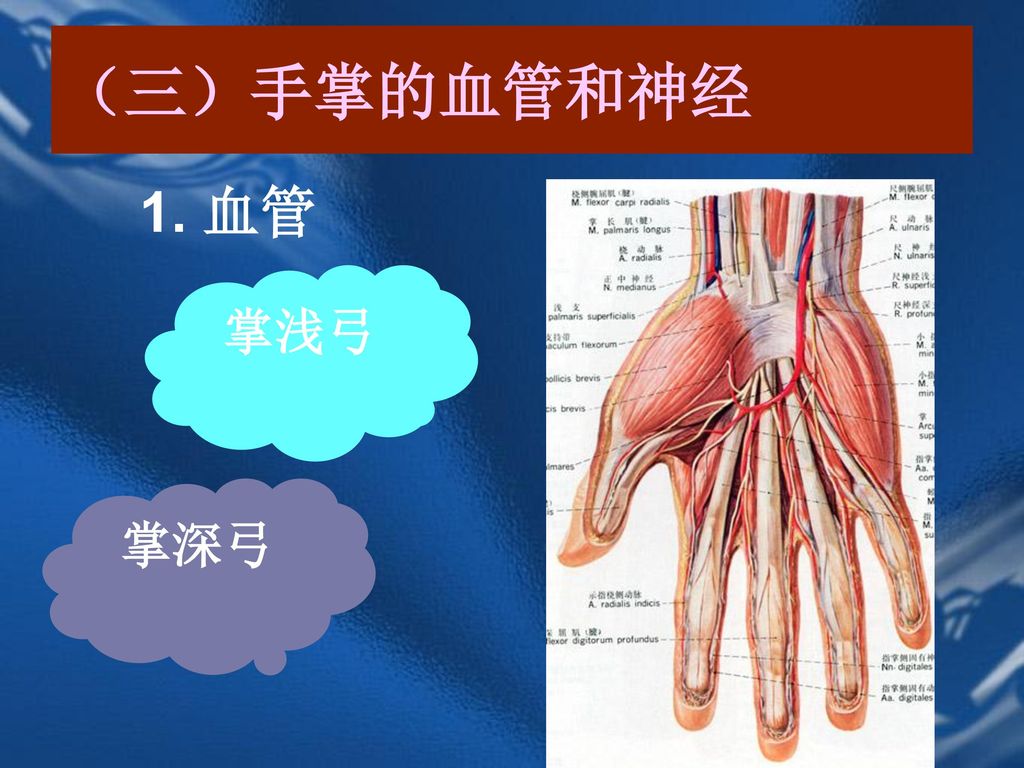 （三）手掌的血管和神经 1. 血管 掌浅弓 掌深弓