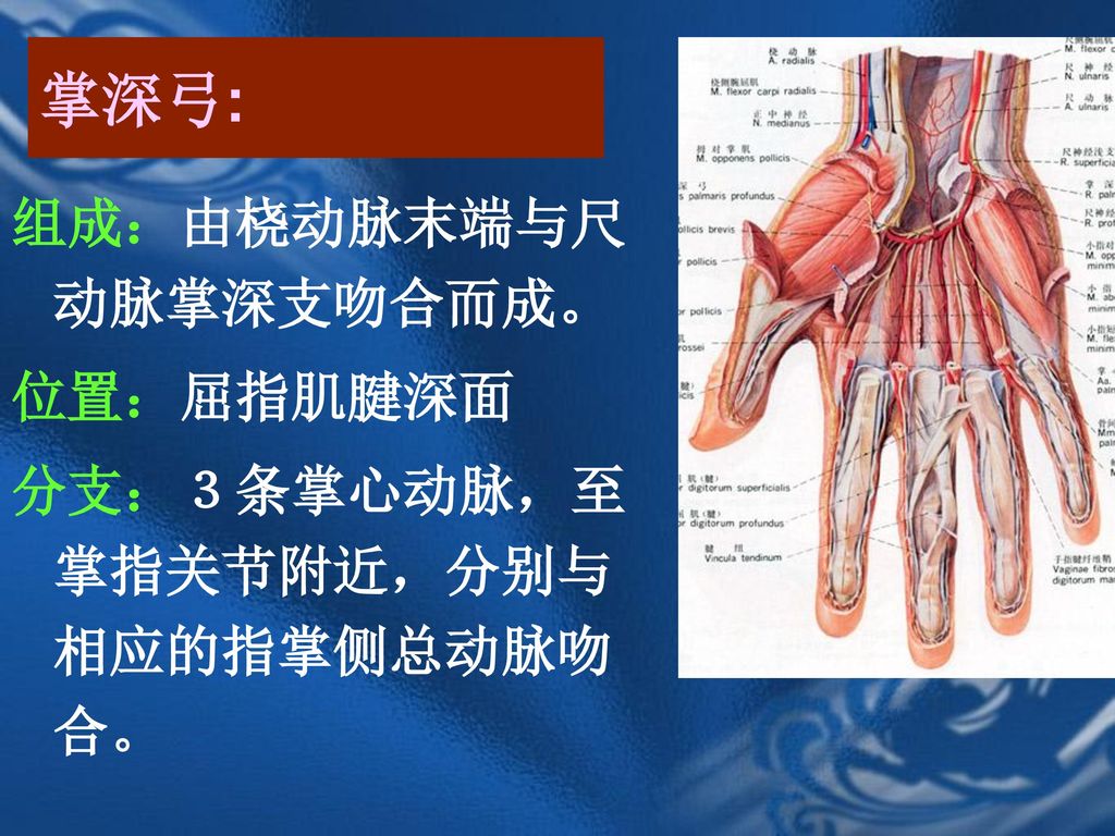 掌深弓: 组成：由桡动脉末端与尺动脉掌深支吻合而成。 位置：屈指肌腱深面 分支：３条掌心动脉，至掌指关节附近，分别与相应的指掌侧总动脉吻合。
