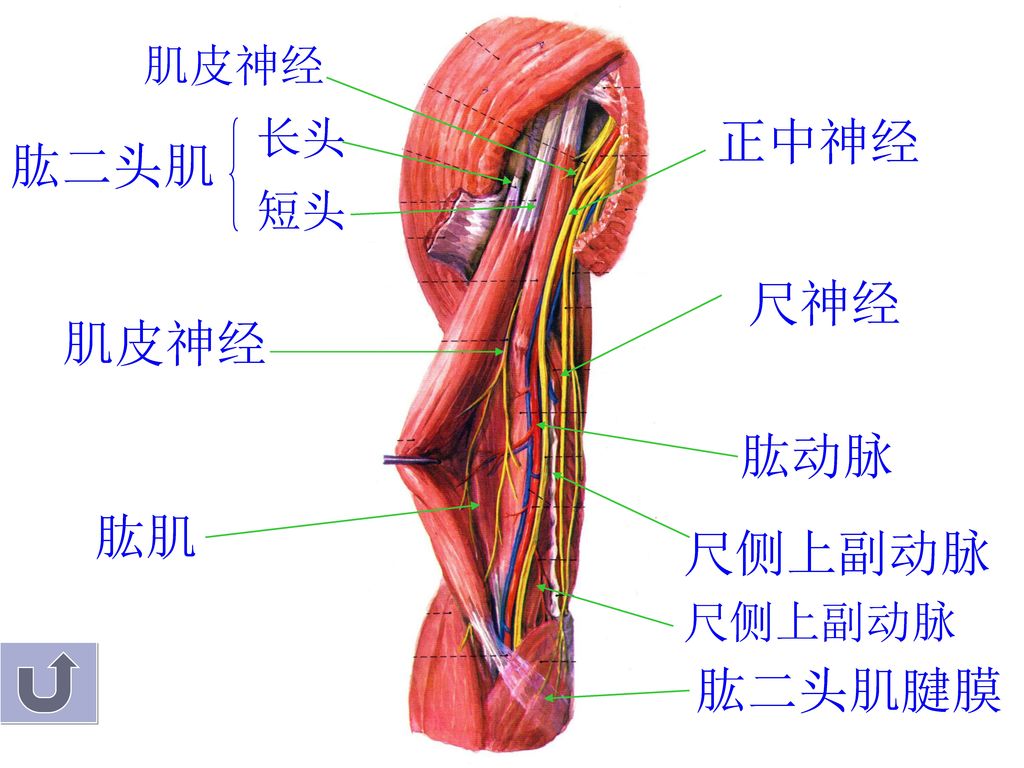 肌皮神经 长头 正中神经 肱二头肌 短头 尺神经 肌皮神经 肱动脉 肱肌 尺侧上副动脉 尺侧上副动脉 肱二头肌腱膜