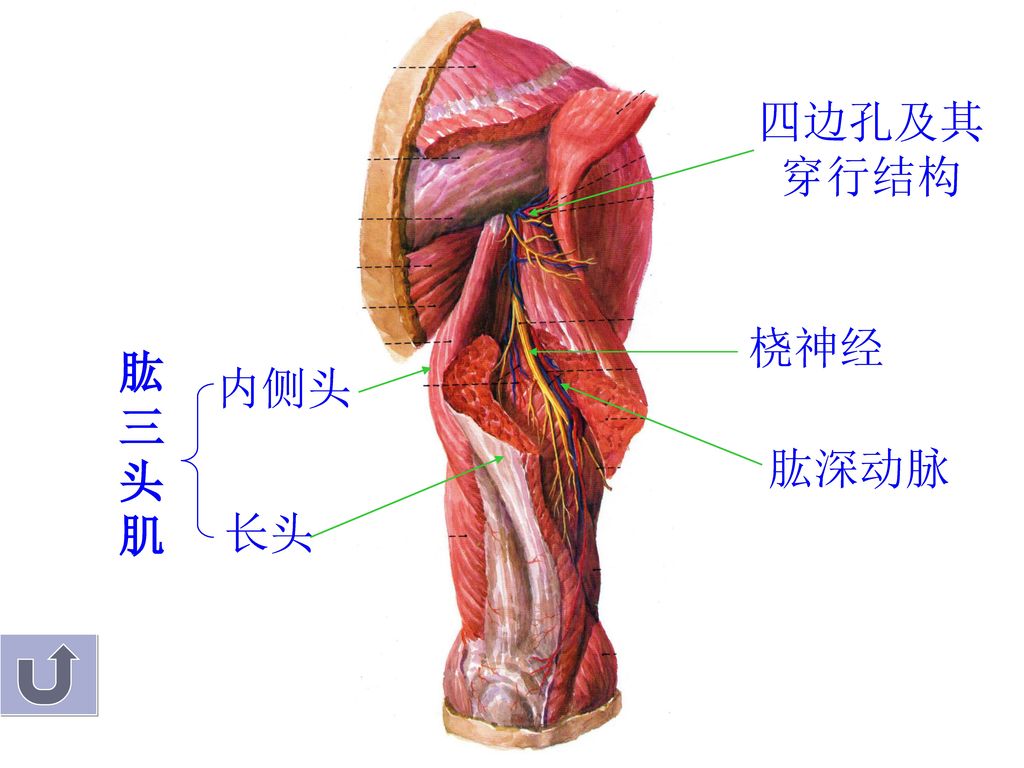 四边孔及其 穿行结构 桡神经 肱三头肌 内侧头 肱深动脉 长头