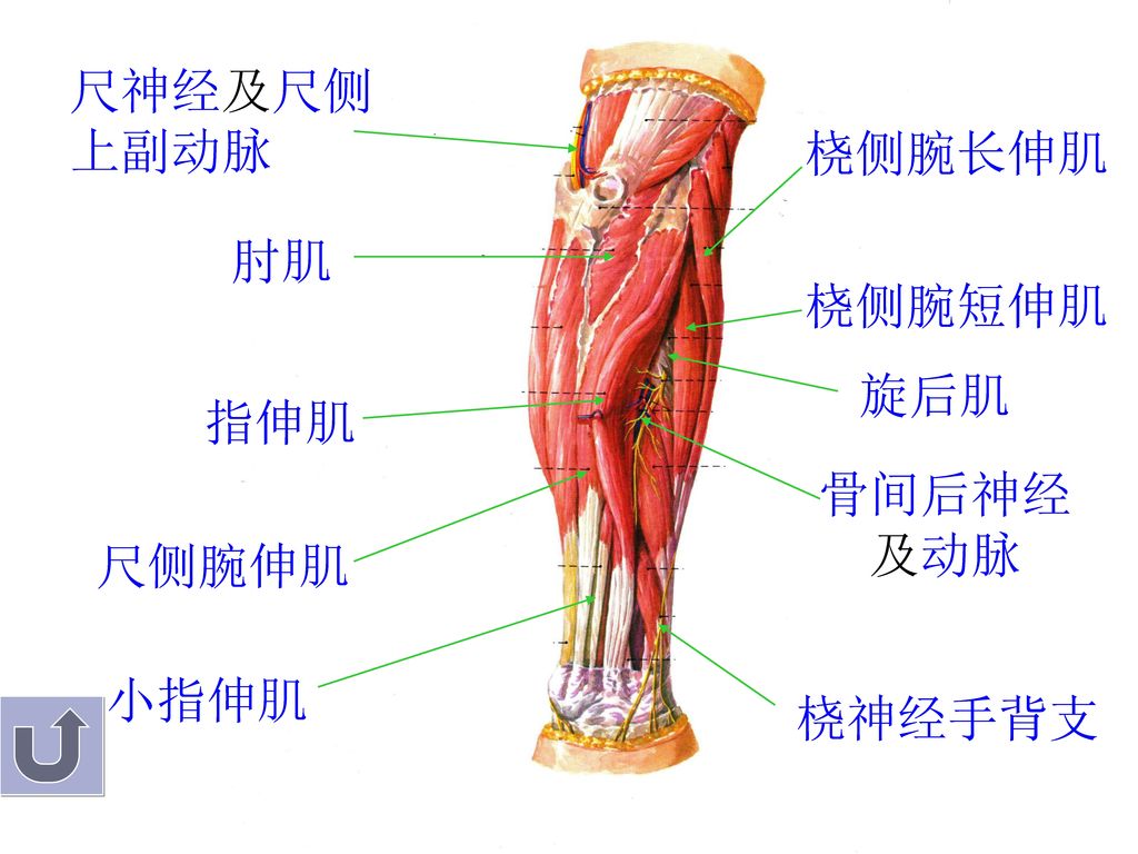 尺神经及尺侧上副动脉 桡侧腕长伸肌 肘肌 桡侧腕短伸肌 旋后肌 指伸肌 骨间后神经及动脉 尺侧腕伸肌 小指伸肌 桡神经手背支