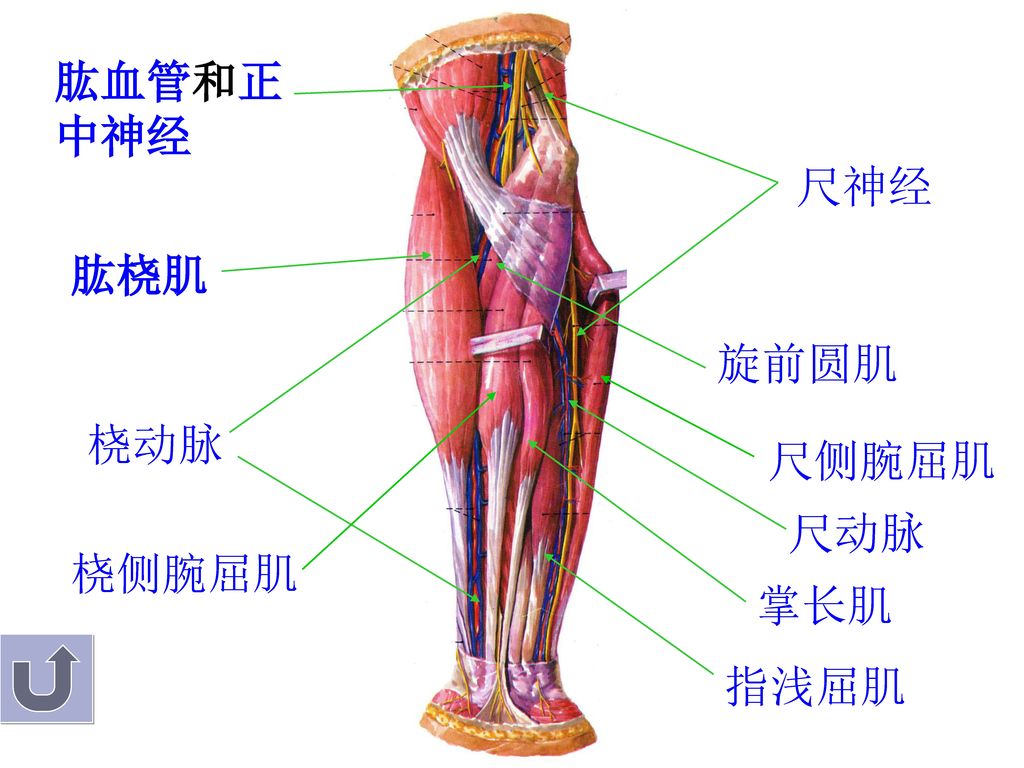 肱血管和正中神经 尺神经 肱桡肌 旋前圆肌 桡动脉 尺侧腕屈肌 尺动脉 桡侧腕屈肌 掌长肌 指浅屈肌