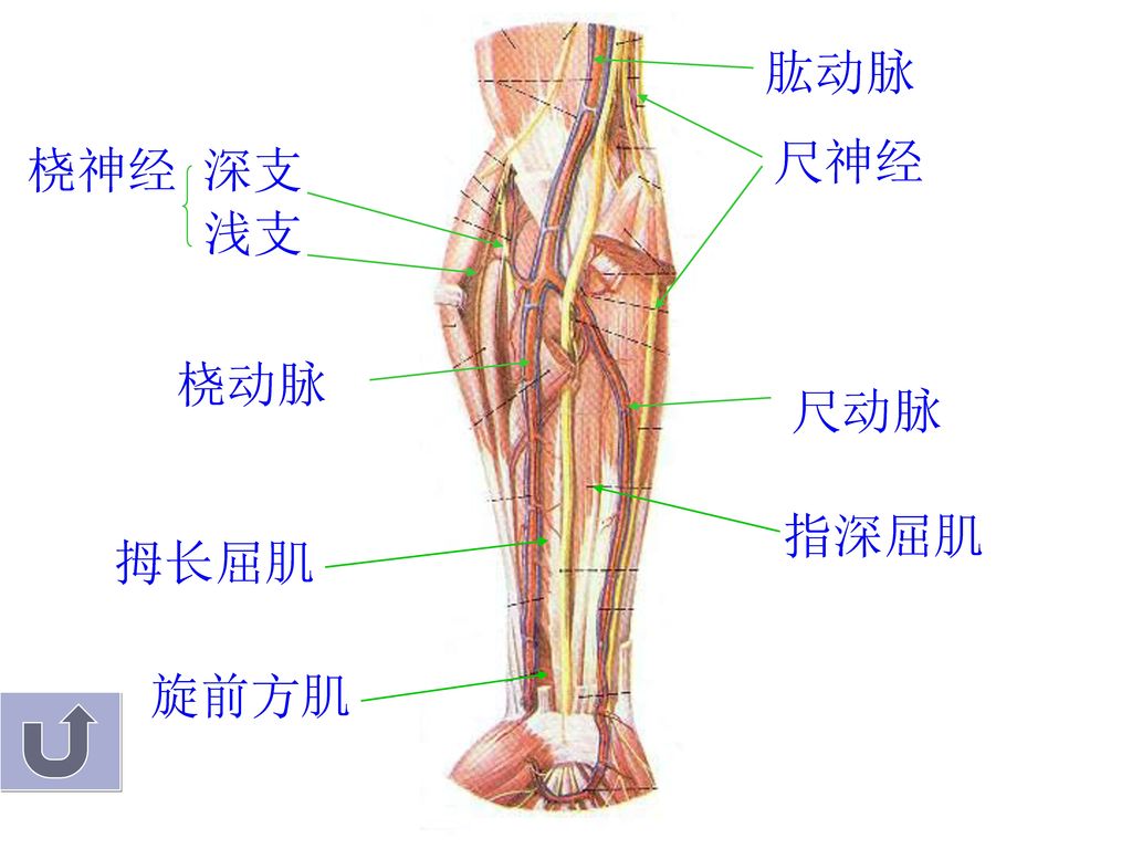 肱动脉 尺神经 桡神经 深支 浅支 桡动脉 尺动脉 指深屈肌 拇长屈肌 旋前方肌