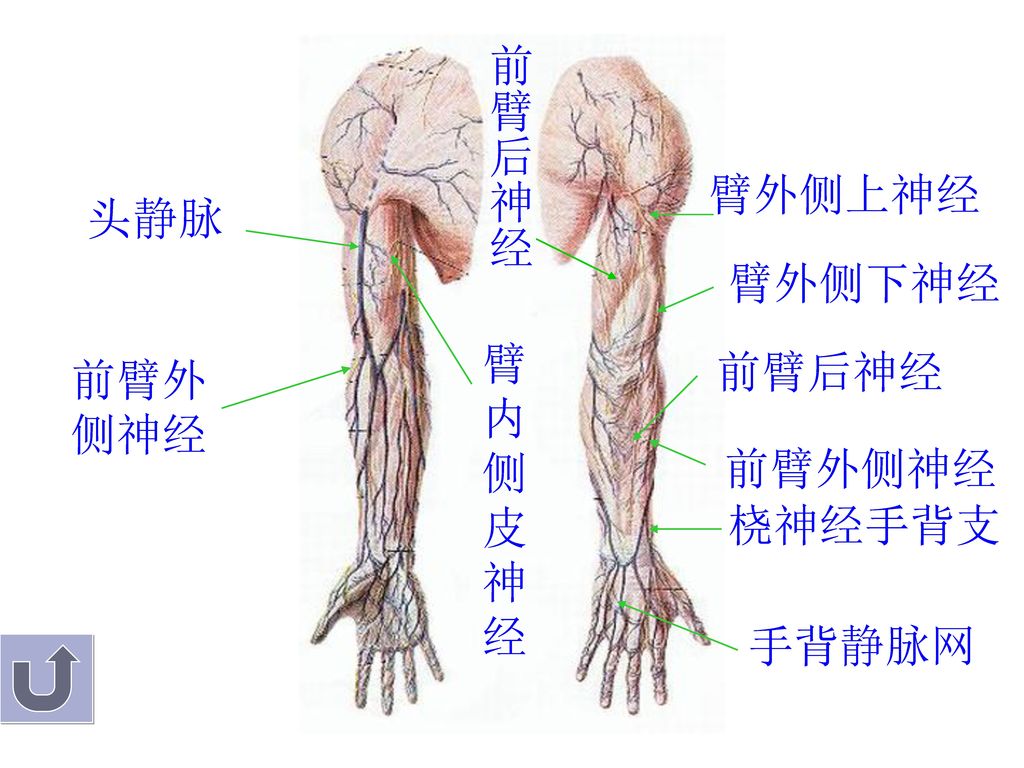 前臂后神经 臂外侧上神经 头静脉 臂外侧下神经 臂内侧皮神经 前臂后神经 前臂外侧神经 前臂外侧神经 桡神经手背支 手背静脉网