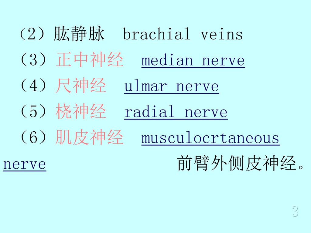 （6）肌皮神经 musculocrtaneous nerve 前臂外侧皮神经。