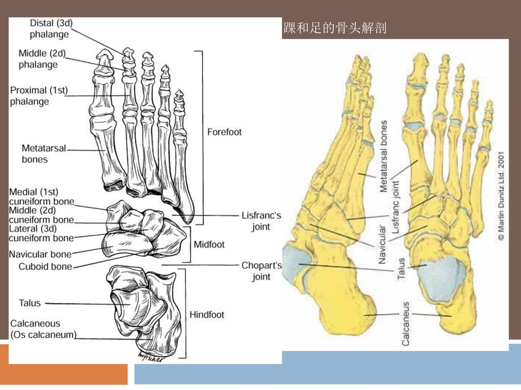 踝和足的骨头解剖
