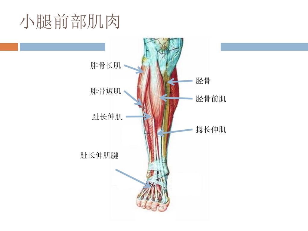 小腿前部肌肉 腓骨长肌 胫骨 腓骨短肌 胫骨前肌 趾长伸肌 拇长伸肌 趾长伸肌腱