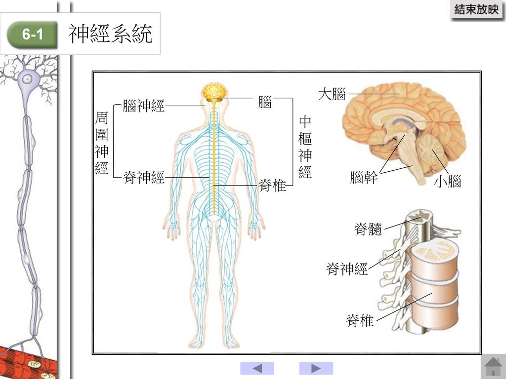 神經系統 6-1 大腦 腦 腦神經 周圍神經 中樞神經 脊神經 腦幹 小腦 脊椎 脊髓 脊神經 脊椎