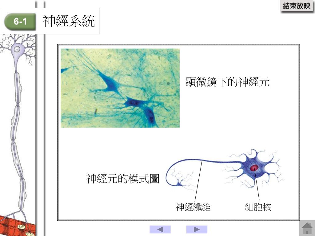 神經系統 6-1 顯微鏡下的神經元 神經元的模式圖 神經纖維 細胞核