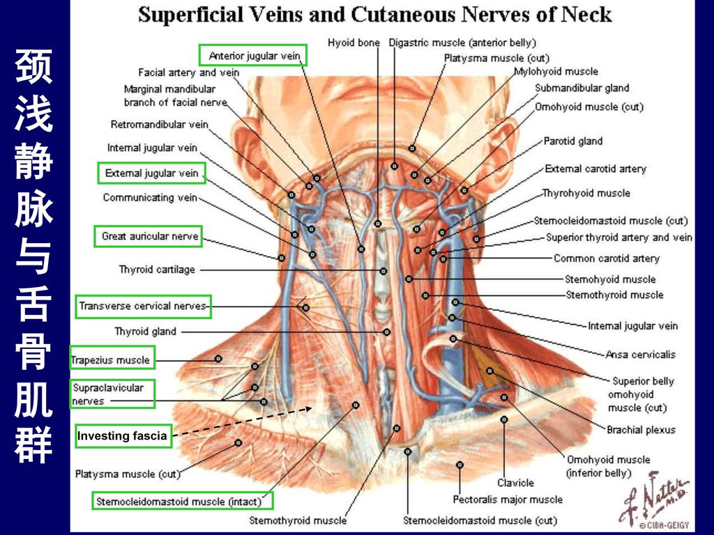 sheath 颈动脉鞘内结构 椎前肌和斜角肌 颈根部结构 二,颈部的选择性