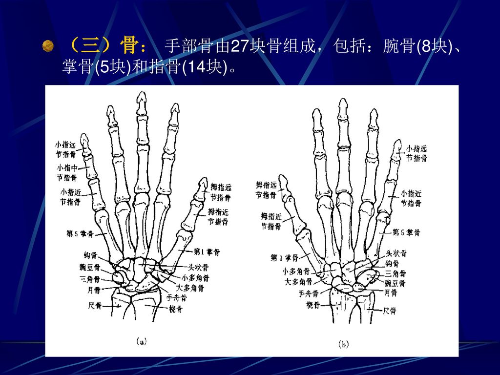 （三）骨： 手部骨由27块骨组成，包括：腕骨(8块)、掌骨(5块)和指骨(14块)。